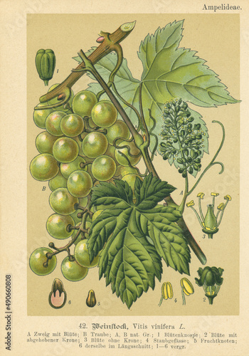 Original antique botanical chromolithograph of green grapes, was published by Verlag von Fr. Eugen Kohler, 1895. Copyright has expired on this artwork