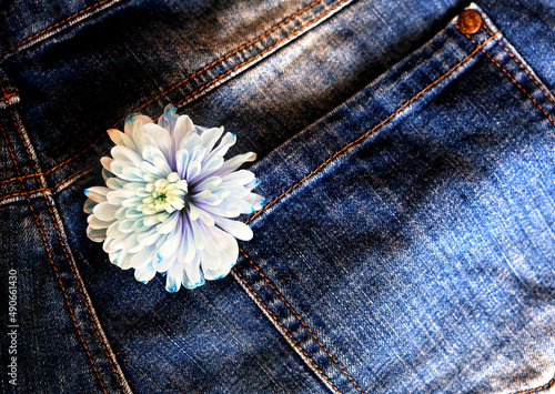 Small blue chrysanthemum in jeans pocket. Summer time