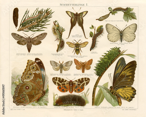 Original antique chromolithograph of butterflies, moths and caterpillars from the bookrelease is 1897. Copyright has expired on this artwork.