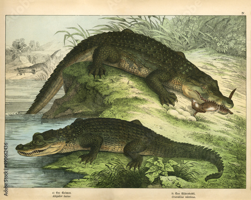 Antique chromo-lithograph with Crocodile, Alligator, Kirby's Natural History of the Animal Kingdom, published in 1889. photo