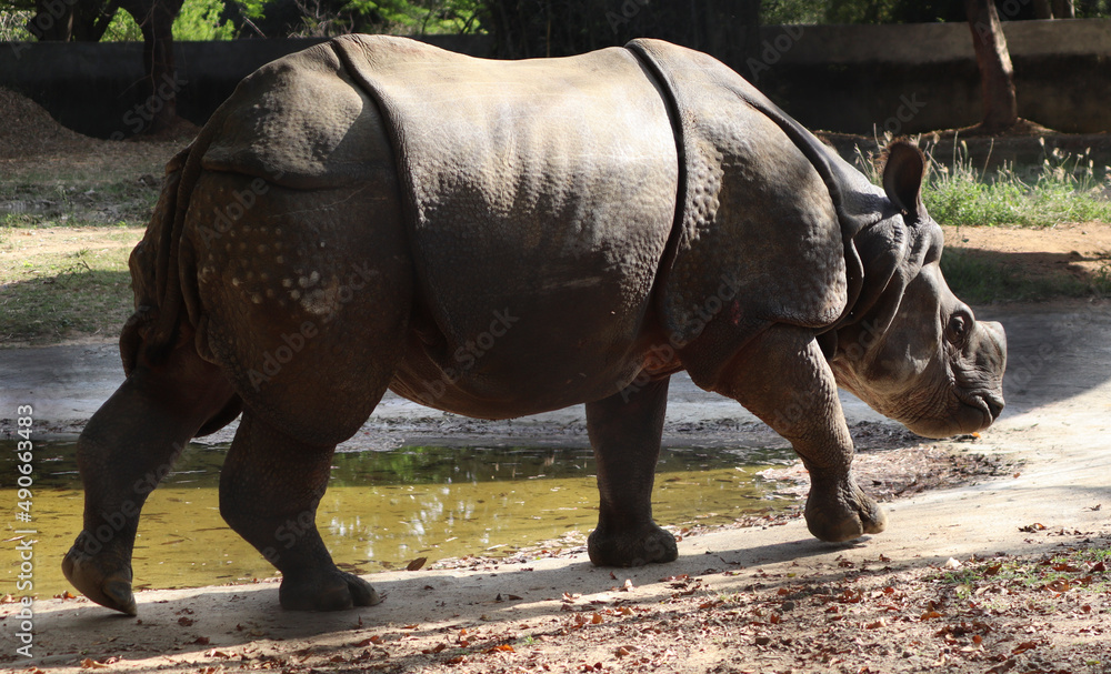 Naklejka premium Indian rhinoceros walks. with blurred background