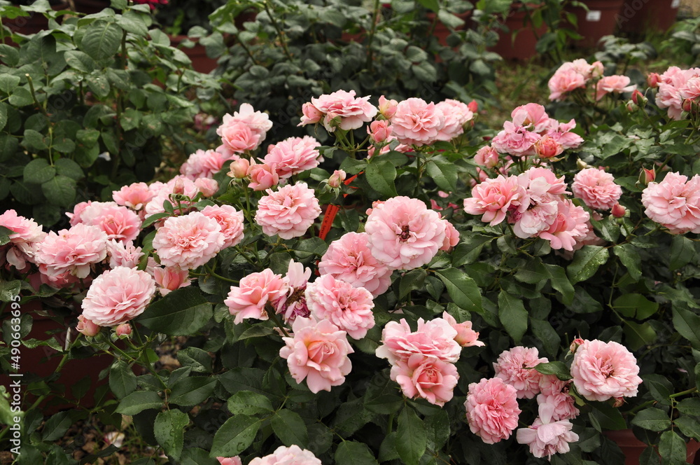 Blooming rose flowers. Roses in the garden. Blooming rose flowers. Roses in the garden.