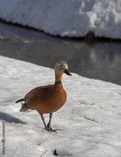 Obraz na płótnie Duck ogar on white snow on a winter day.