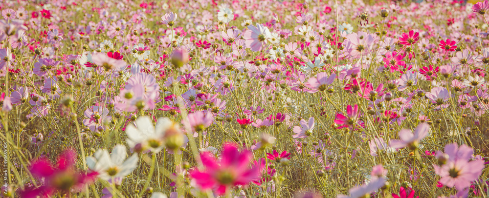 The cosmos flowers that herald autumn have bloomed