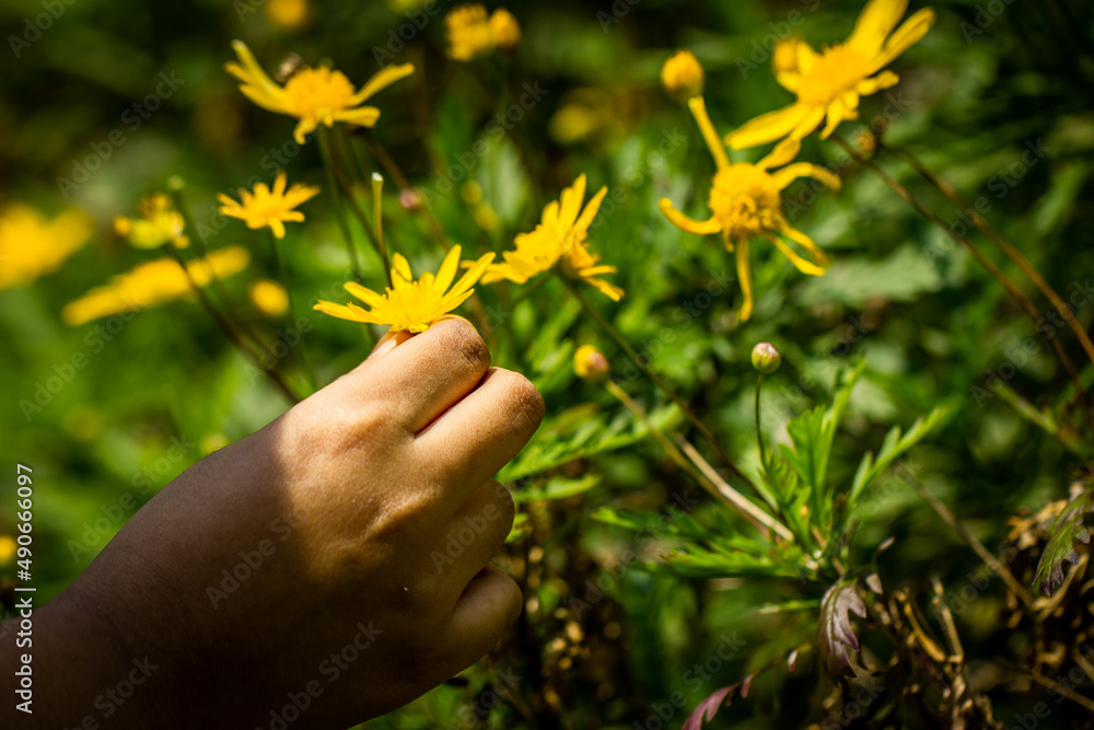 View of person holding the common wild flower named Jacobaea vulgaris. Also known as ragwort, common ragwort, stinking willie. Selective focus