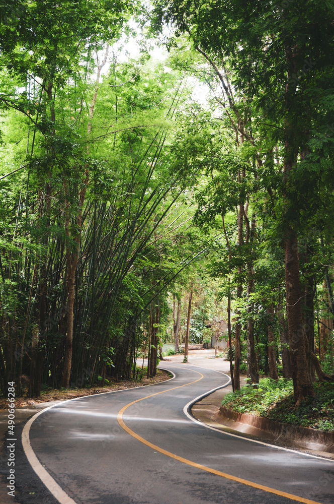 Fototapeta premium Wild Himalayan Cherry. Pink flowers blooming on Tree