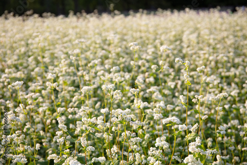  White buckwheat flowers bloomed in the field