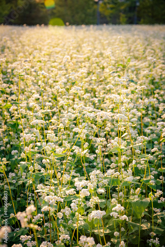  White buckwheat flowers bloomed in the field