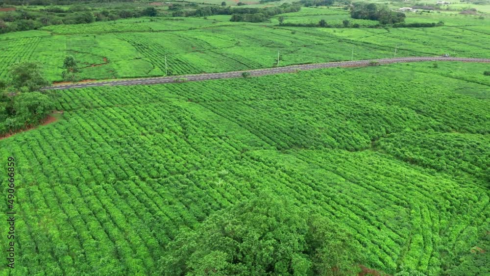 Aerial view of fresh green tea terrace farm on the hill Mauritius. Drone camera moving close to the tea plantation with mountain landscape Aerial view of fresh green tea terrace farm on the hill Mauritius. Drone camera moving close to the tea plantation with mountain landscape