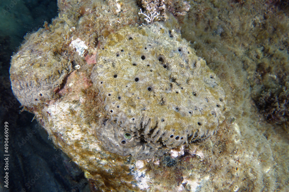 Marine sponge (Ircinia variabilis) in Mediterranean Sea Marine sponge (Ircinia variabilis) in Mediterranean Sea