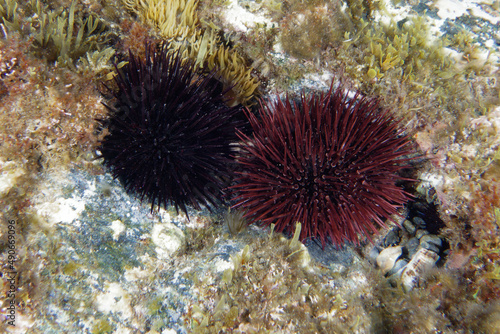 Purple sea urchins (Paracentrotus lividus) in Mediterranean Sea