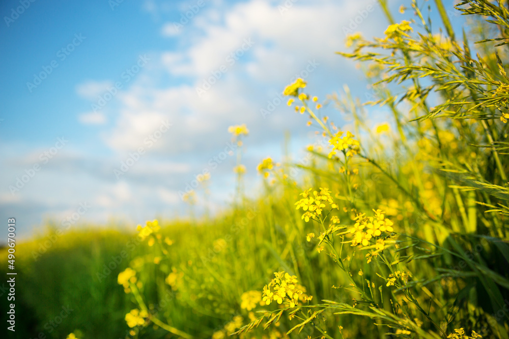 Yellow wildflowers of rapeseed, buckwheat in summer against a blue sky. Summer time, spring, flowering, fragrance. Cultivation of natural agriculture. Sunny background, freedom, serenity. Yellow wildflowers of rapeseed, buckwheat in summer against a blue sky. Summer time, spring, flowering, fragrance. Cultivation of natural agriculture. Sunny background, freedom, serenity.