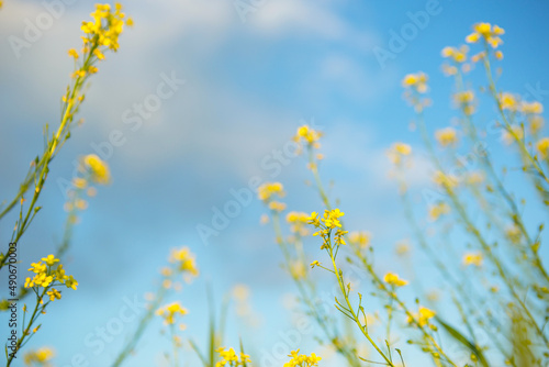 Yellow wildflowers of rapeseed, buckwheat in summer against a blue sky. Summer time, spring, flowering, fragrance. Cultivation of natural agriculture. Sunny background, freedom, serenity.