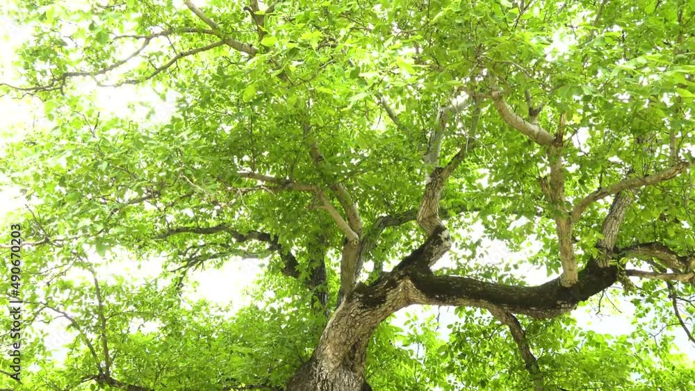 An old tree, upwards camera - tilt movement. An old tree, upwards camera - tilt movement.