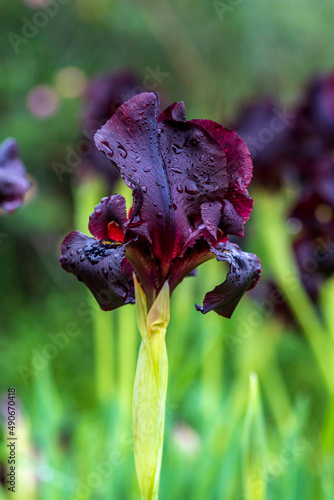 Blooming black irises closeup on a blurred background. selective focus