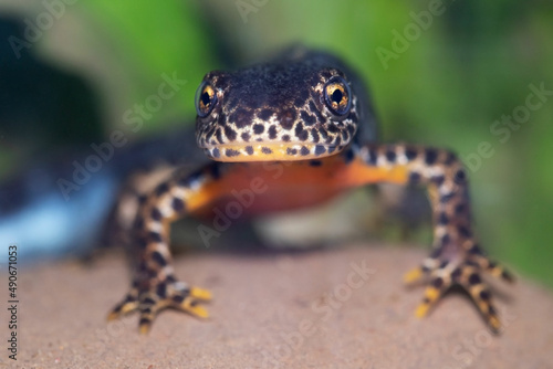 Ichthyosaura alpestris is a species of newt native to continental Europe 