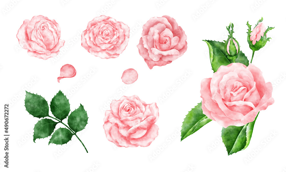 Pink rose water color on white background.rose illustration for wallpaper or invitation card