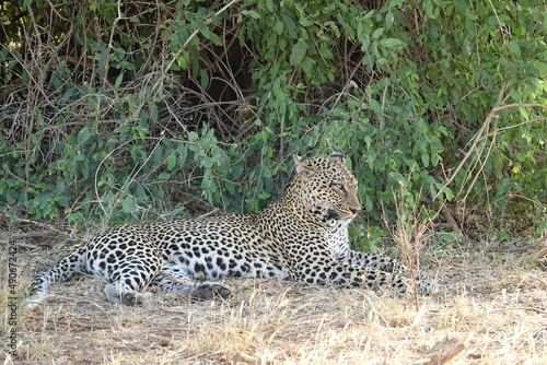 Leopard Samburu National Reserve Kenia
