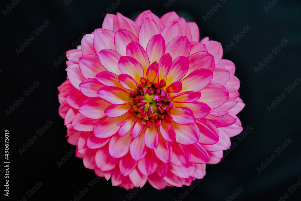 黒背景にピンクのダリアの花 室内の1輪のピンクのダリア Stock Photo Adobe Stock