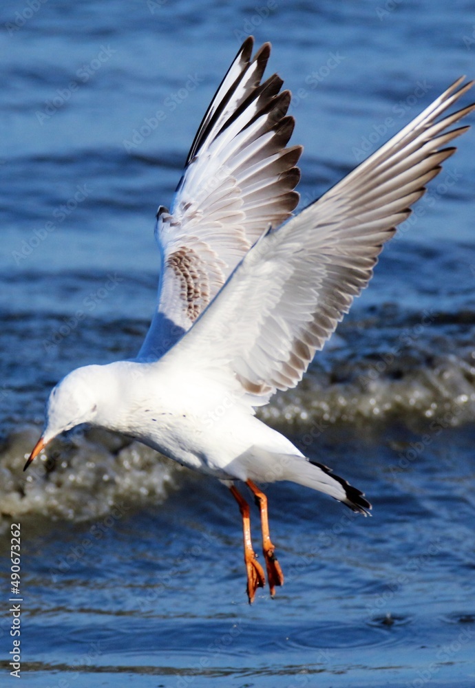 seagull on the sea