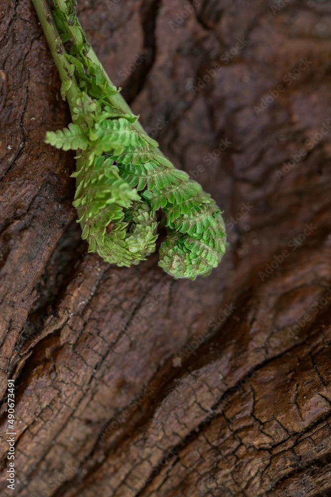 Fototapeta premium fern leaf on a tree