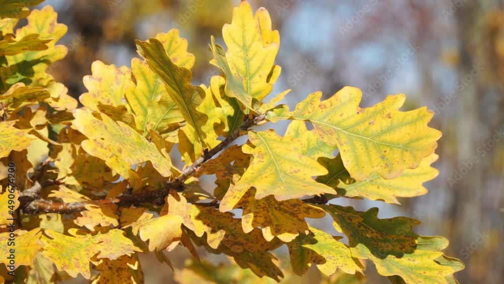 Yellow autumn oak leaves close-up in the wind. Camera slow panning Yellow autumn oak leaves close-up in the wind. Camera slow panning