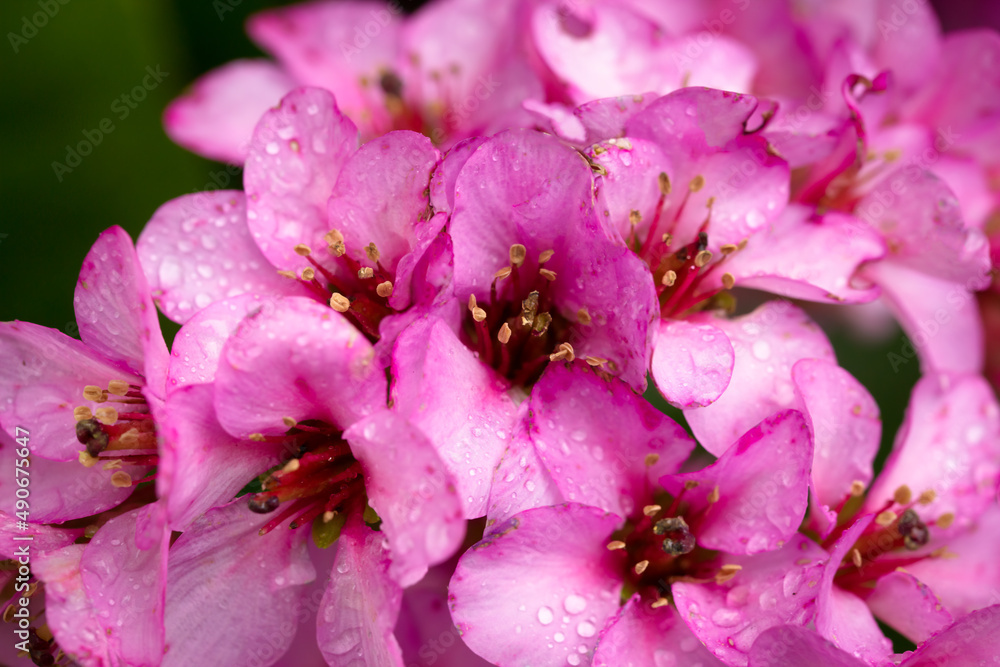 Pink Bergenia cordifolia flowers and rain drops close-up Pink Bergenia cordifolia flowers and rain drops close-up