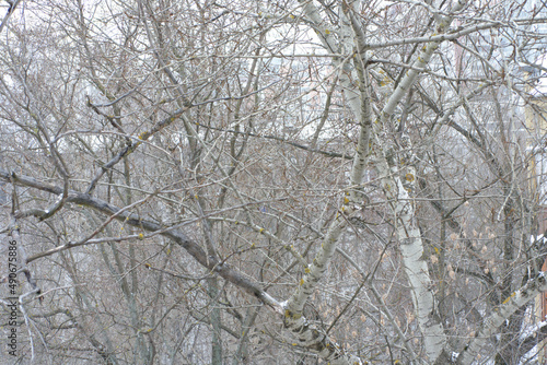 winter in city yard at cloudy day