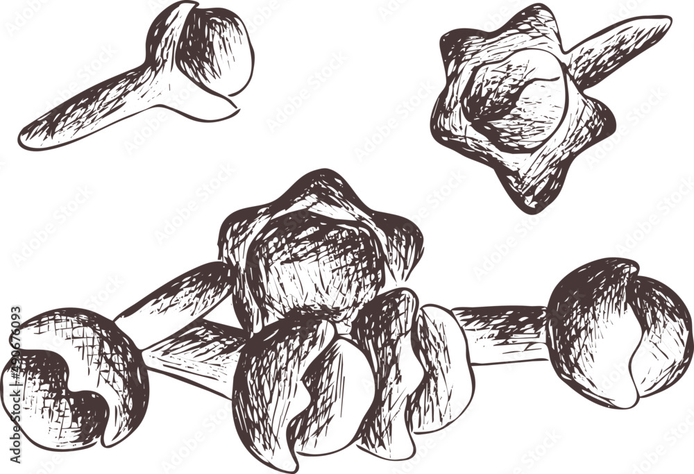 Hand drawn vintage vector sketch. Indian Ayurveda medicinal plant ...