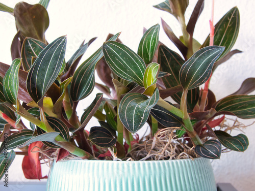 Close-up of a plant of the species Ludisia discolor from the orchid family (Orchidaceae). Green leaves with white stripes and plant stem, ornamental plant in a pot. Selective focus, blur effect photo