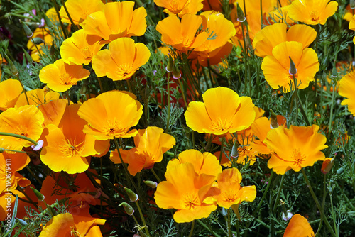 Netherlands. Orange Poppies