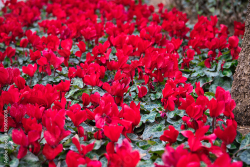 group of red flowers in a garden of a mediterranean city. Concept of flowers and healthy environment.