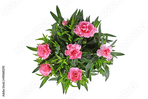 Top view of pink Dianthus flowers on white background photo