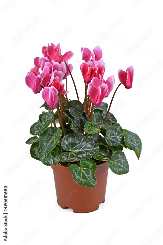 Pink blooming 'Cyclamen Persicum' flowers in basket pot on white background