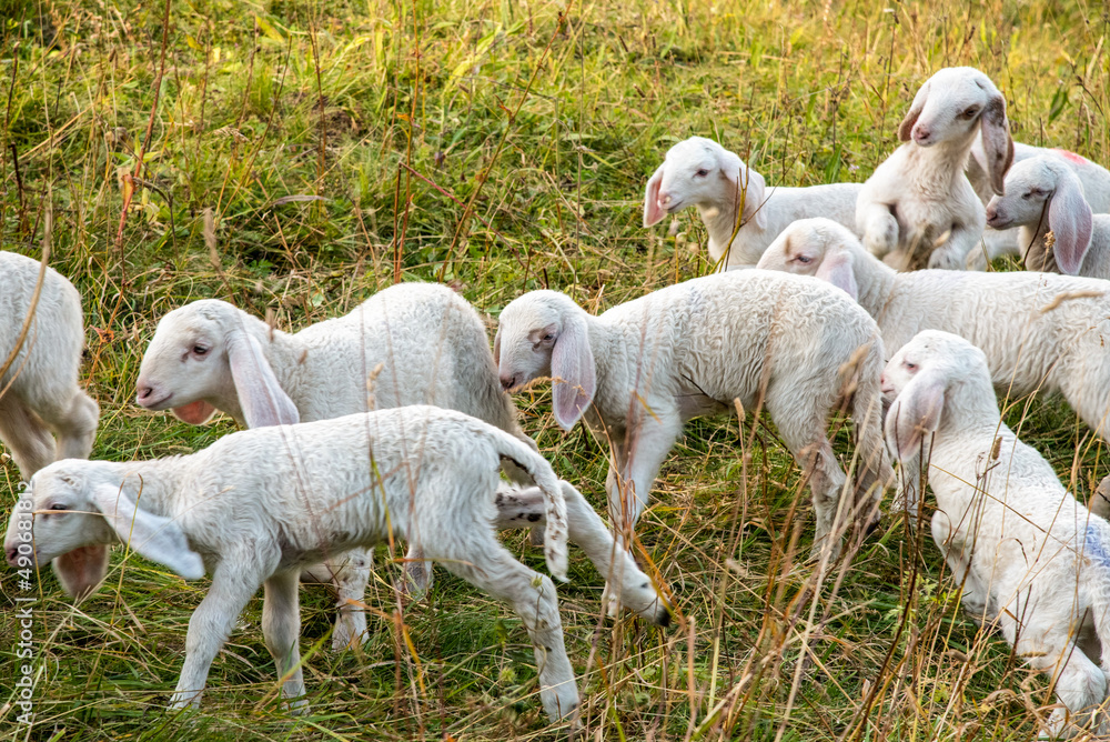 Obraz premium September 2021, Italy. Sweet lambs run in a green meadow