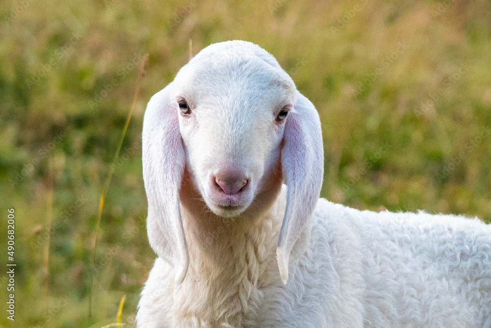 September 2021, Italy. Tender white lamb in a green meadow September 2021, Italy. Tender white lamb in a green meadow