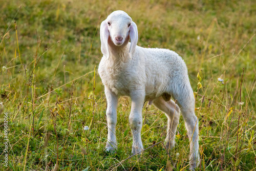 September 2021, Italy. Tender white lamb in a green meadow