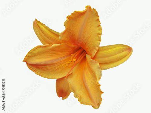Cucumber flower closeup isolated on white background