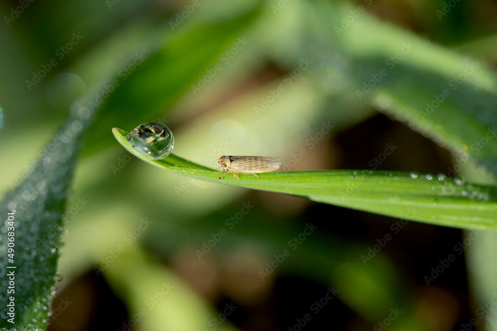 Leafhopper Macrosteles laevis on winter cereals. A leafhopper is the common name for any species from the family Cicadellidae - plant pest. Leafhopper Macrosteles laevis on winter cereals. A leafhopper is the common name for any species from the family Cicadellidae - plant pest.