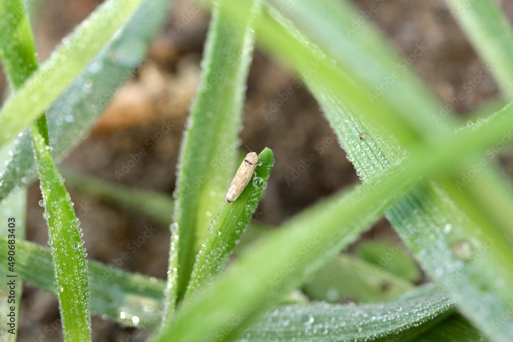 Leafhopper Macrosteles laevis on winter cereals. A leafhopper is the common name for any species from the family Cicadellidae - plant pest. Leafhopper Macrosteles laevis on winter cereals. A leafhopper is the common name for any species from the family Cicadellidae - plant pest.
