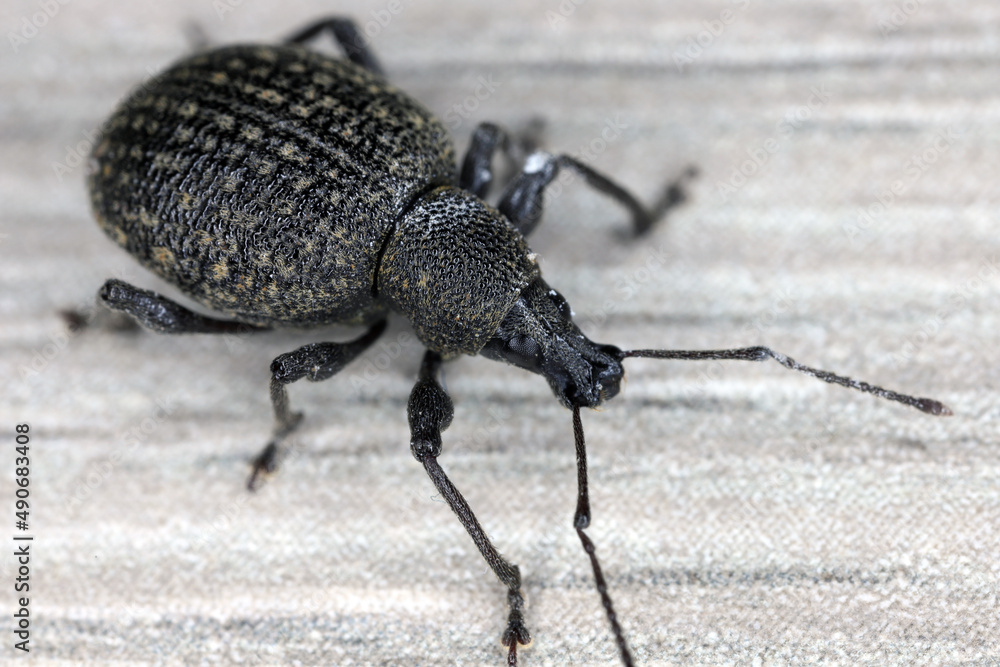 Adult vine weevil, Otiorhynchus sulcatus, a serious pest of pot and container grown ornamental plants and some shrubs. Adult vine weevil, Otiorhynchus sulcatus, a serious pest of pot and container grown ornamental plants and some shrubs.