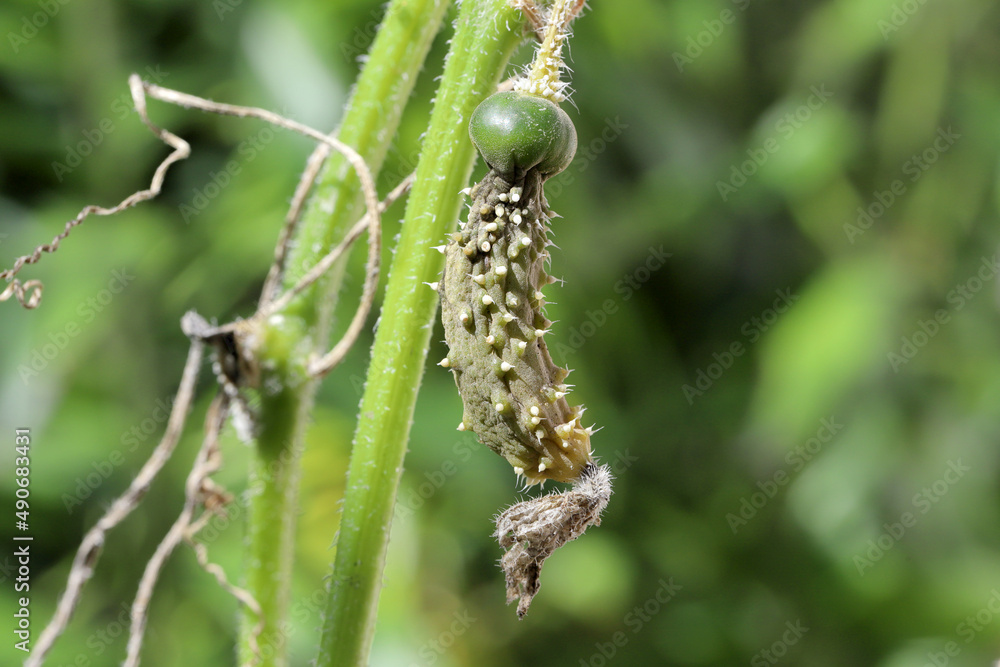 Fototapeta premium Fungal disease of cucumber. Deformed and unusable cucumber.