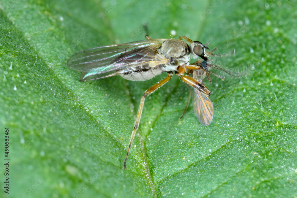Platypalpus sp. Hybotidae commonly known dance flies with hunted fly. Platypalpus sp. Hybotidae commonly known dance flies with hunted fly.