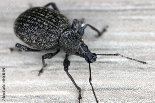 Adult vine weevil  Otiorhynchus sulcatus  a serious pest of pot and container grown ornamental plants and some shrubs.