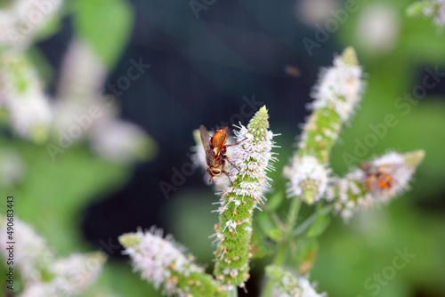 A fly feeding on pollen on mint flowers in the garden while pollinating them. © Tomasz