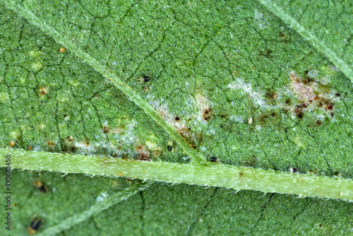 Close-up of Red spider mites (Tetranychus urticae) on a injured hemp leaf (canabis sativa). It is a species of plant-feeding mite a pest of many plants. photo
