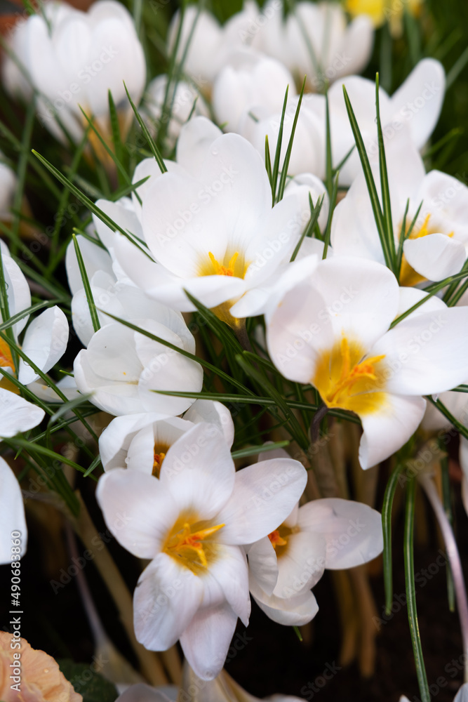 White daffodils with green leaves, top view of the flower bed