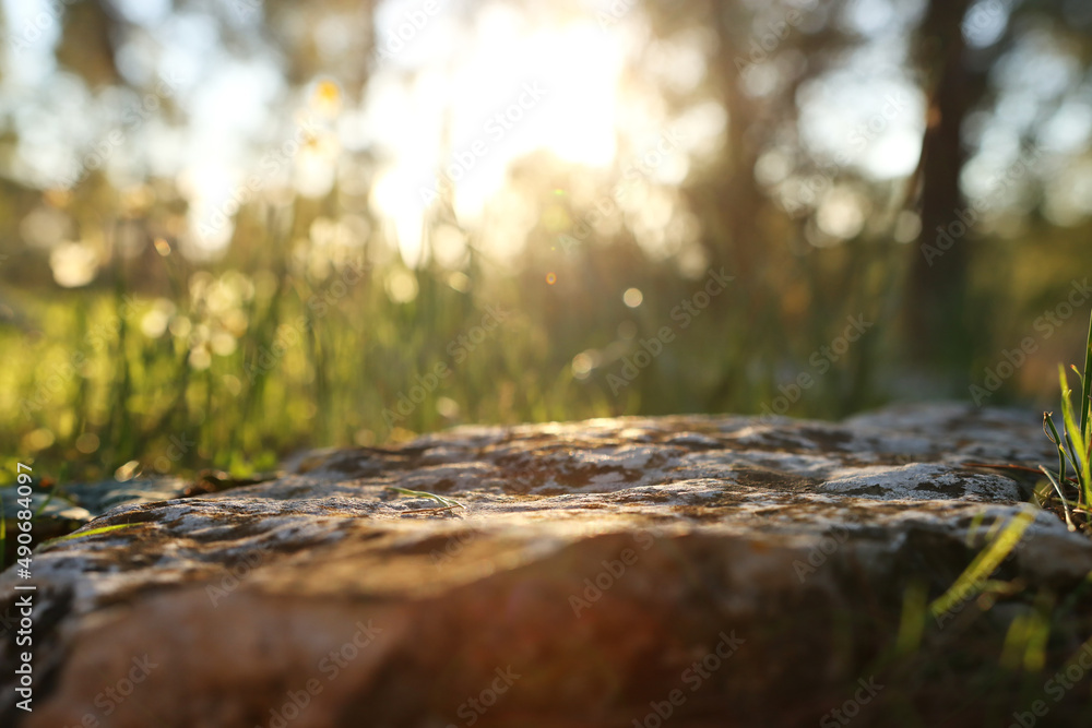 Fresh grass growing in the forest at sunset light Fresh grass growing in the forest at sunset light