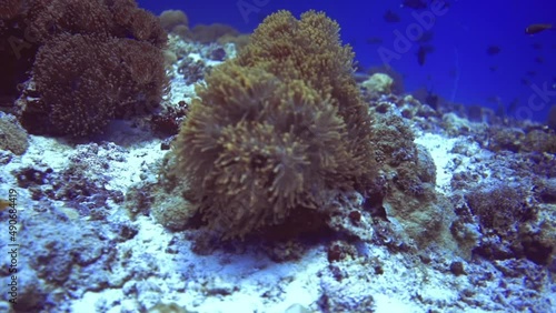 Wallpaper Mural close up view of coral with purple fish and any other different fishes. Maldives Torontodigital.ca