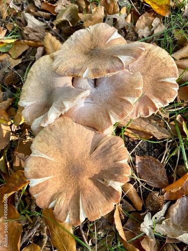 Armillaria ostoyae mushrooms, dark hallimasch in a forest in the Netherlands.